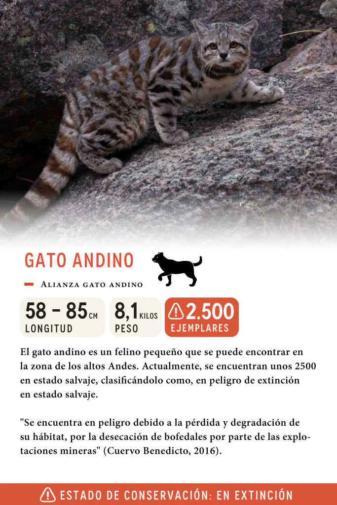 Jockey Gato Andino Lino Blanco