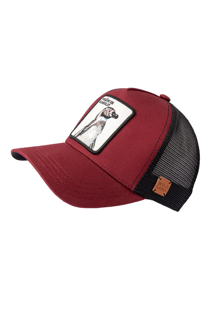 Jockey Pingüino de Humboldt Burgundy