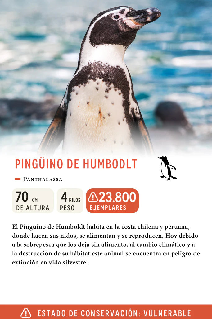 Jockey Pingüino de Humboldt Burgundy